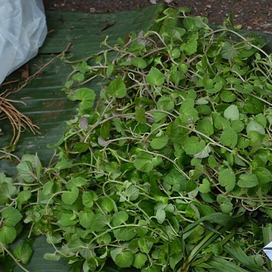 云南铜锤石榴生地野生玉带茄子浮萍南中地钮其他药食同源食品