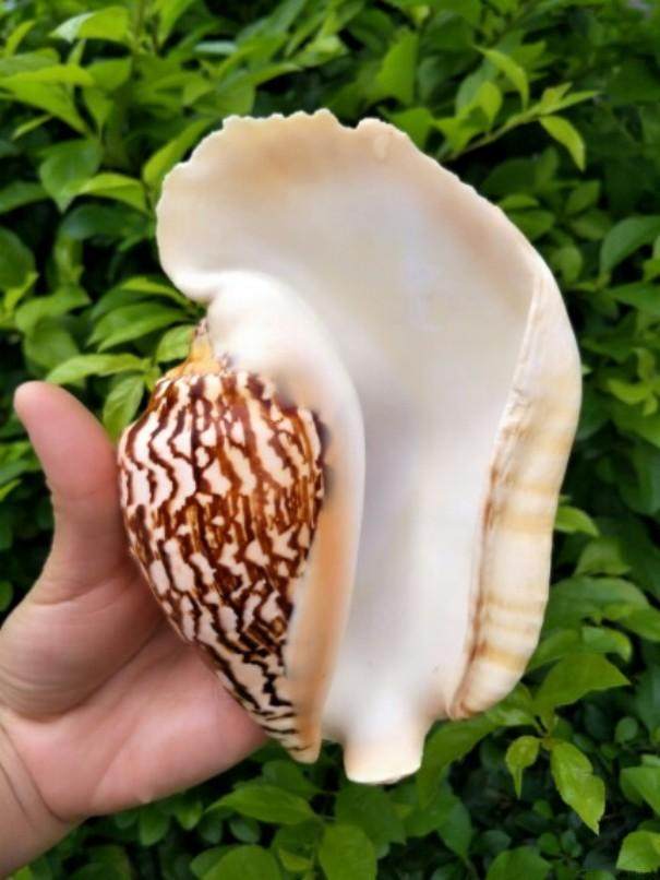 海螺贝壳天然大耳居家摆件耳螺鱼缸造景装饰品海螺