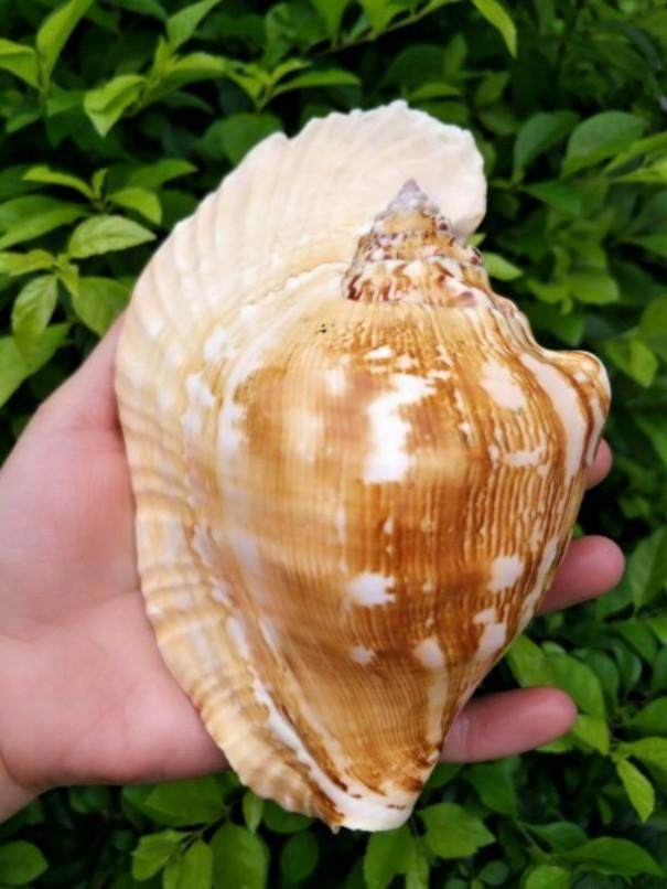 海螺贝壳天然大耳居家摆件耳螺鱼缸造景装饰品海螺