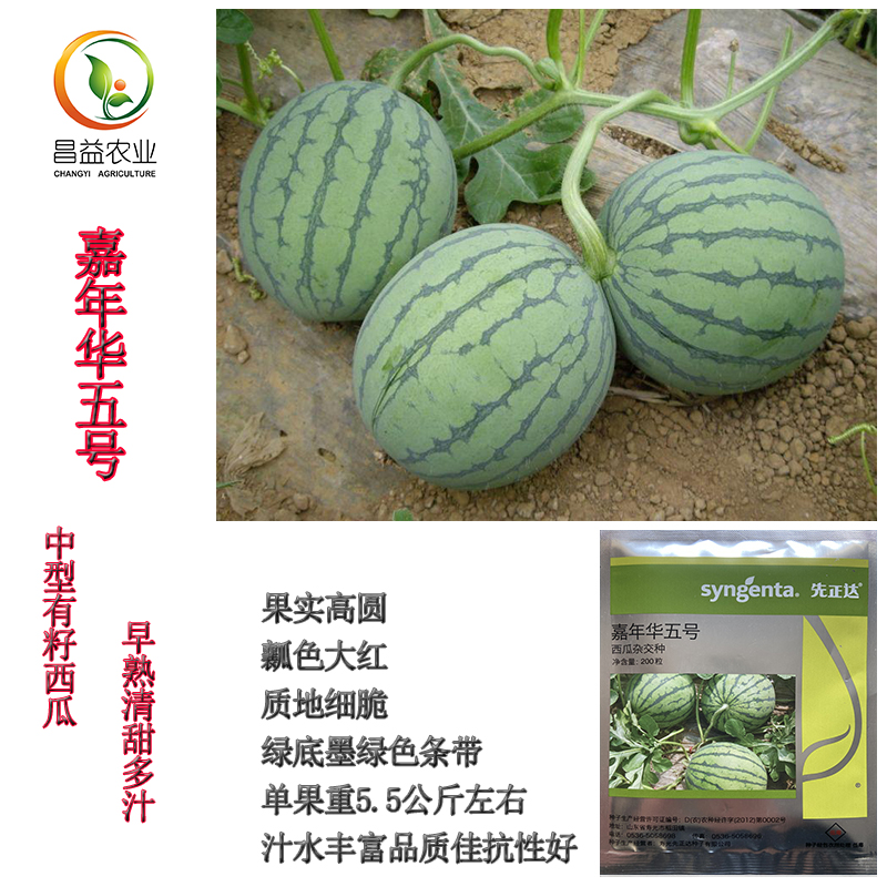 西瓜春秋秋播先正达嘉年华五号种籽早熟麒麟种子蔬菜种子