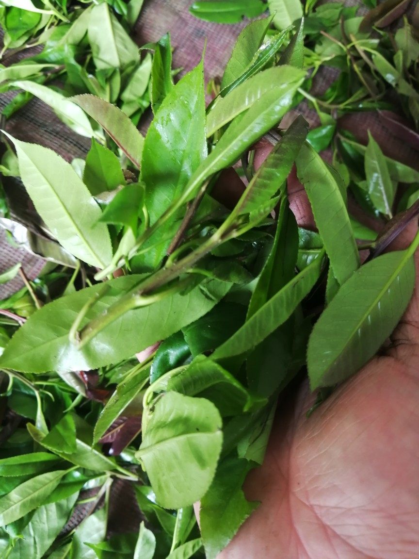 广西大新大叶苦丁半野野生炒青新工艺产地自家代用