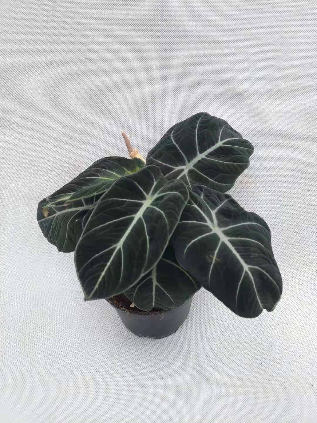 黑天鹅爆盆观泥炭阳台叶阳台盆栽天鹅绒海好活植物热带绿植