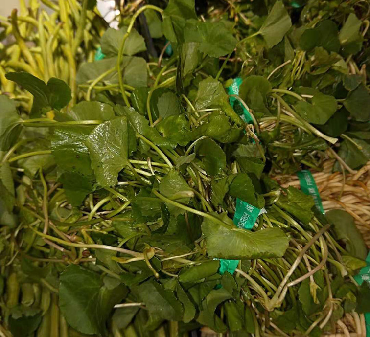 马蹄云南草水莲叶野生叶马蹄500克苦菜凉拌煮肉叶菜类