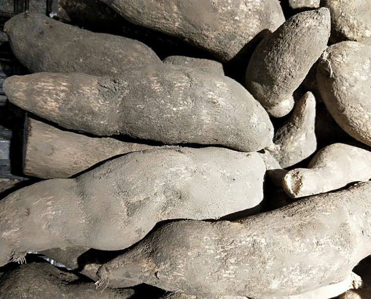 蔬菜云南农家自种新鲜丝瓜洋瓜佛手瓜根寿瓜其它