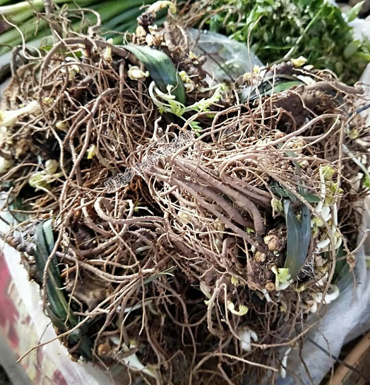 云南德宏新鲜蔬菜 川香根 牛肉香料配菜香药菜 川芎叶川芎根 种子