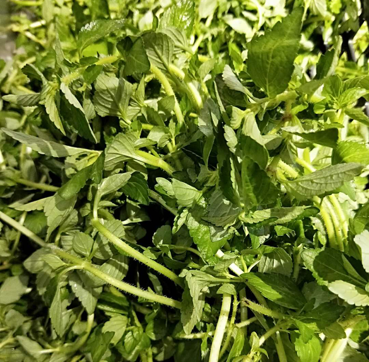 包邮云南德宏野生生水香菜傣族调料新鲜蔬菜其它