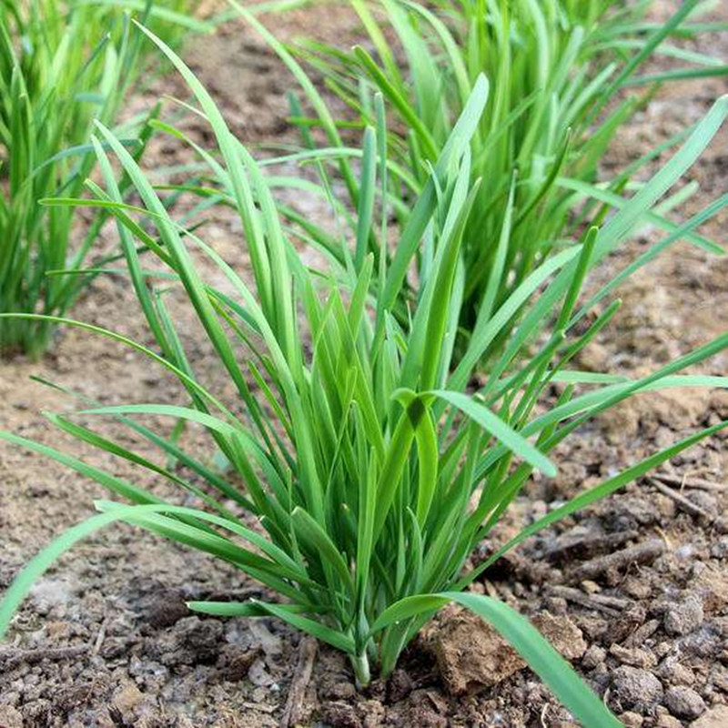 韭菜新鲜头茬头刀红根紫根农家种植3斤包邮其它