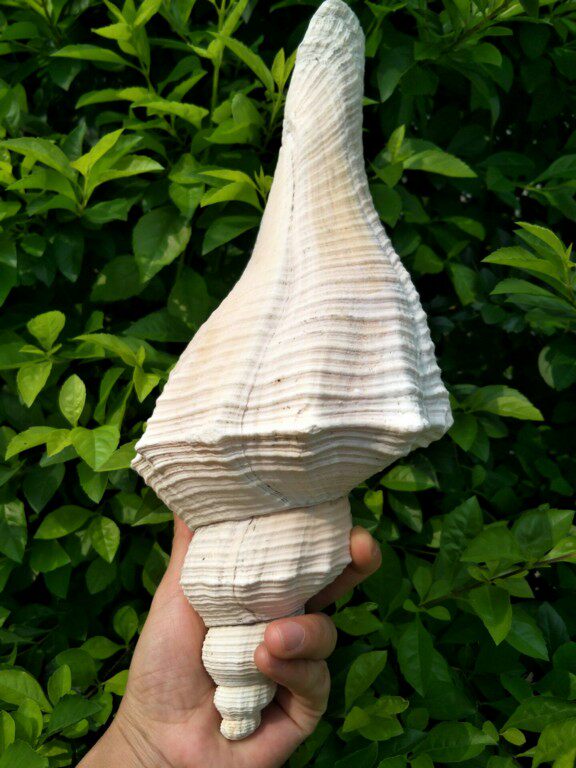 法器澳洲长香天然海螺贝壳密宗号角佛教圣物海螺