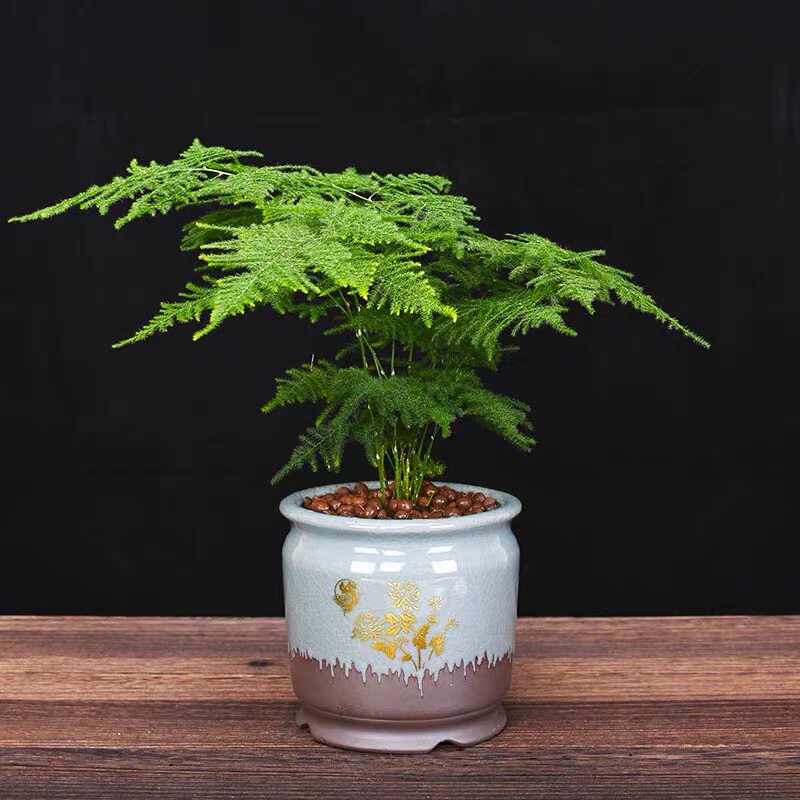 小文竹盆栽室内办公桌创意微景观迷你盆景净化空气矮生观赏绿植物