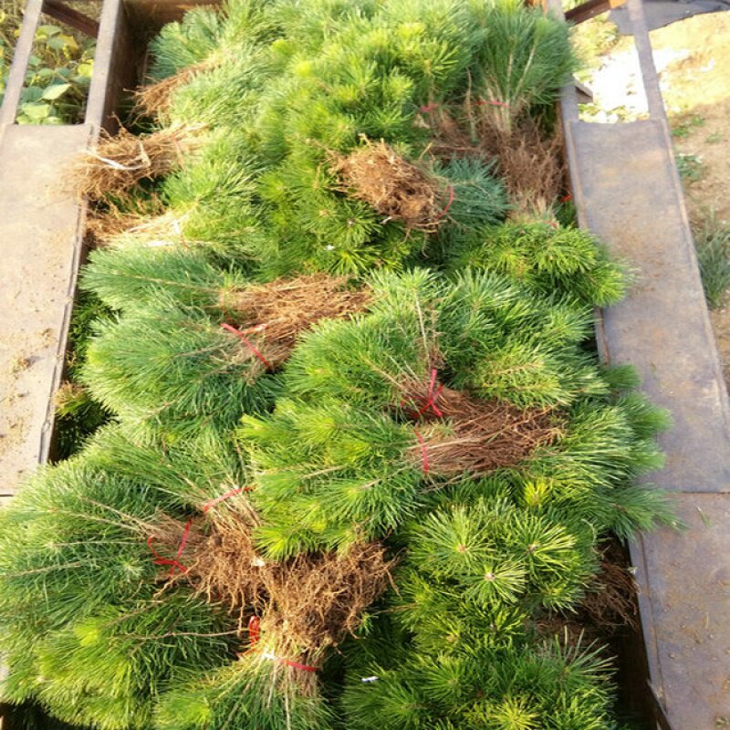 新店开张50100颗黑松小苗白芽黑松小黑松苗黑松一年苗松树苗