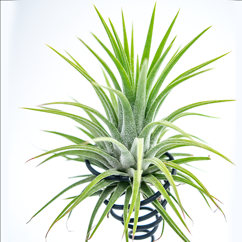 无土空气凤梨植物好养易活净化空凤造景花卉绿植