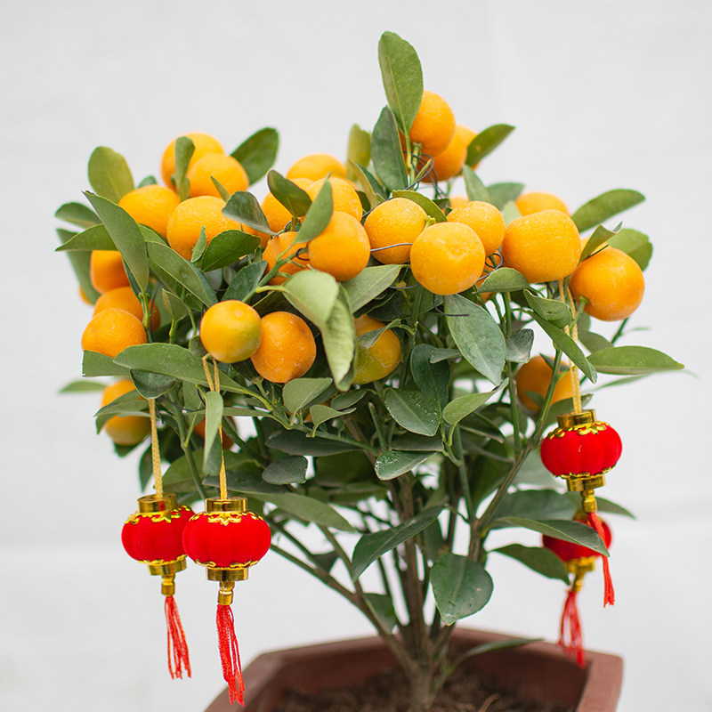 年桔盆栽观果金桔树室内客厅阳台招财植物金橘大型绿植