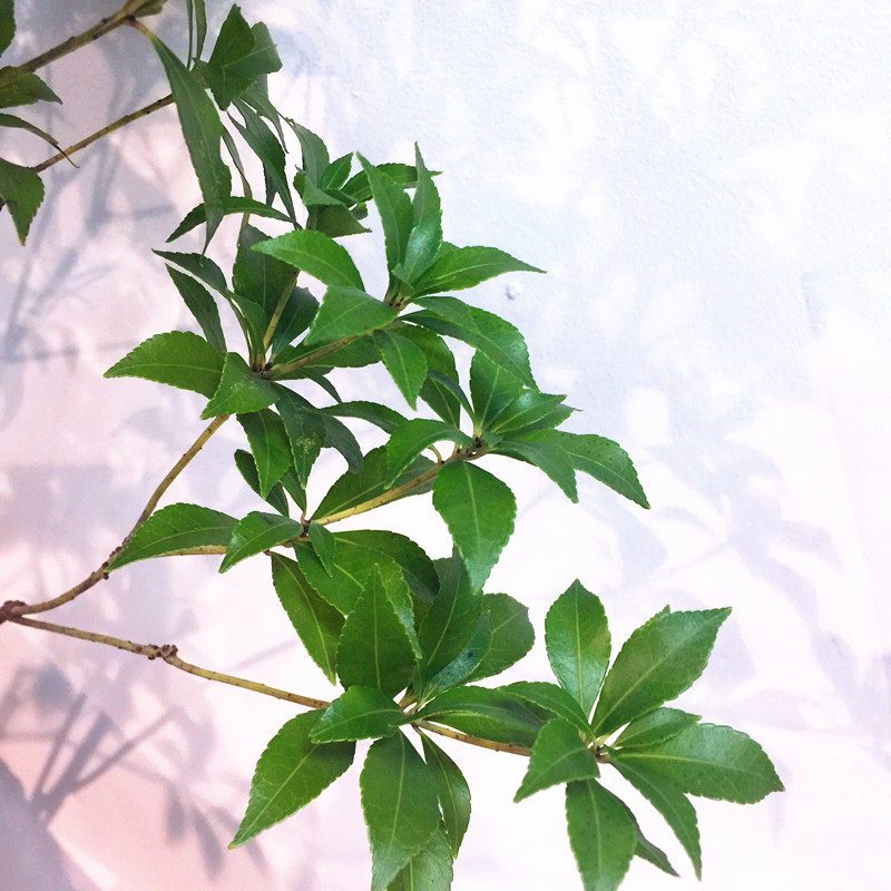 日本进口马醉木吊钟植物鲜切日植株花材鲜花速递(同城)