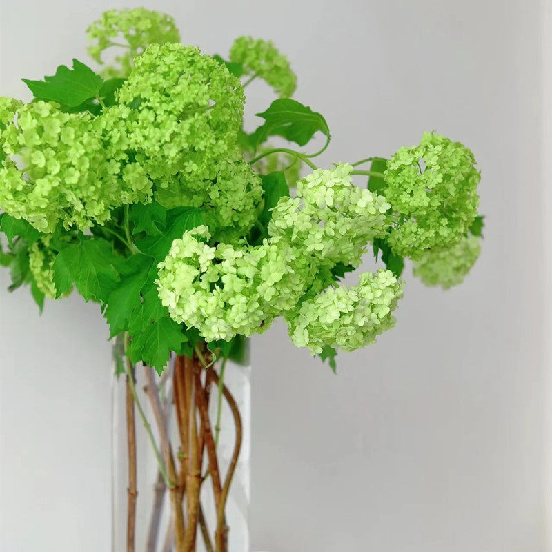 绣球鲜切枝上海鲜花速递家用瓶插客厅大堂木本江浙沪鲜花速递同城