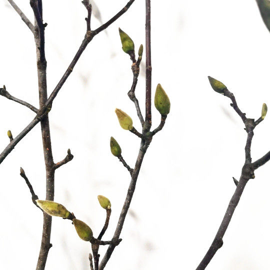 玉兰花木本枝条鲜花速递上海同城江浙沪两扎包鲜花速递同城