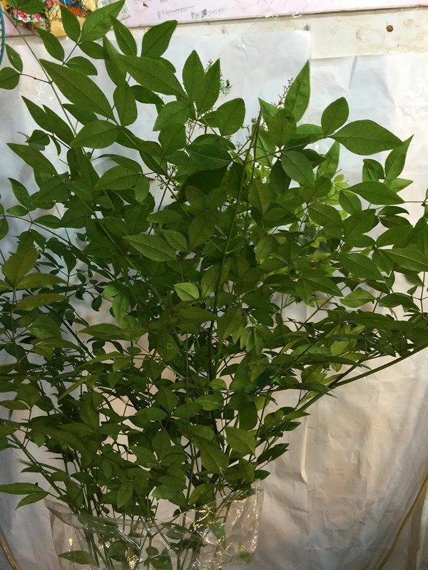 天竺同城江浙沪造型瓶插家用速递鲜花叶枫叶直发鲜花速递同城