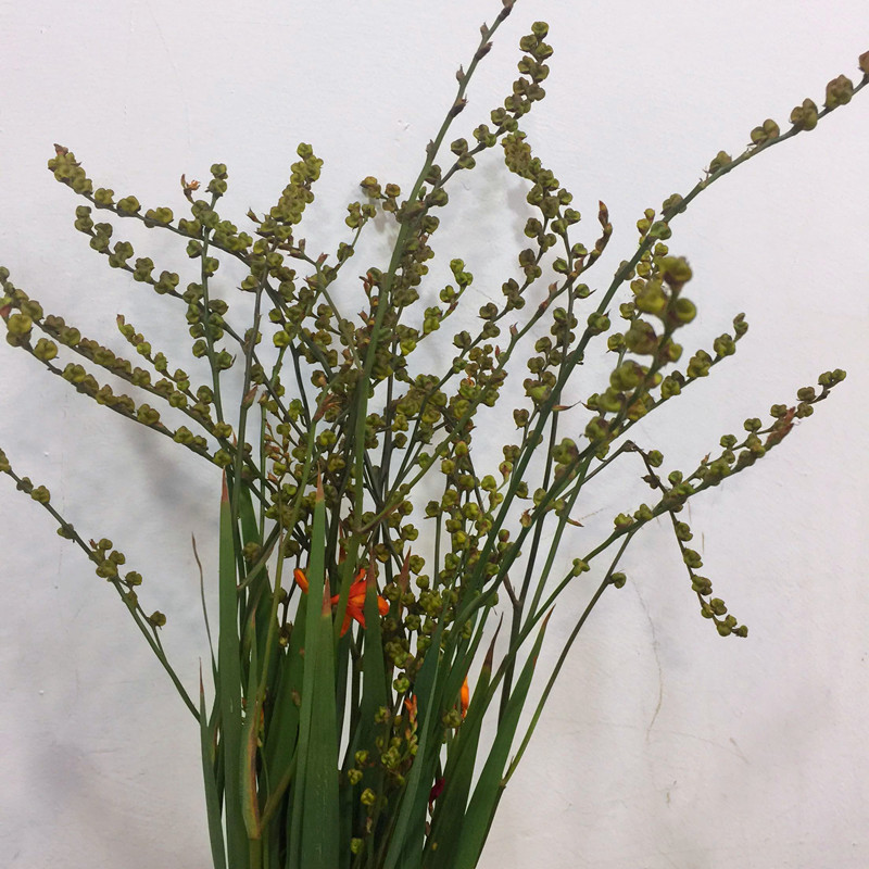 火焰兰鲜切花上海鲜花同城速递草本花卉江浙沪皖两扎包邮