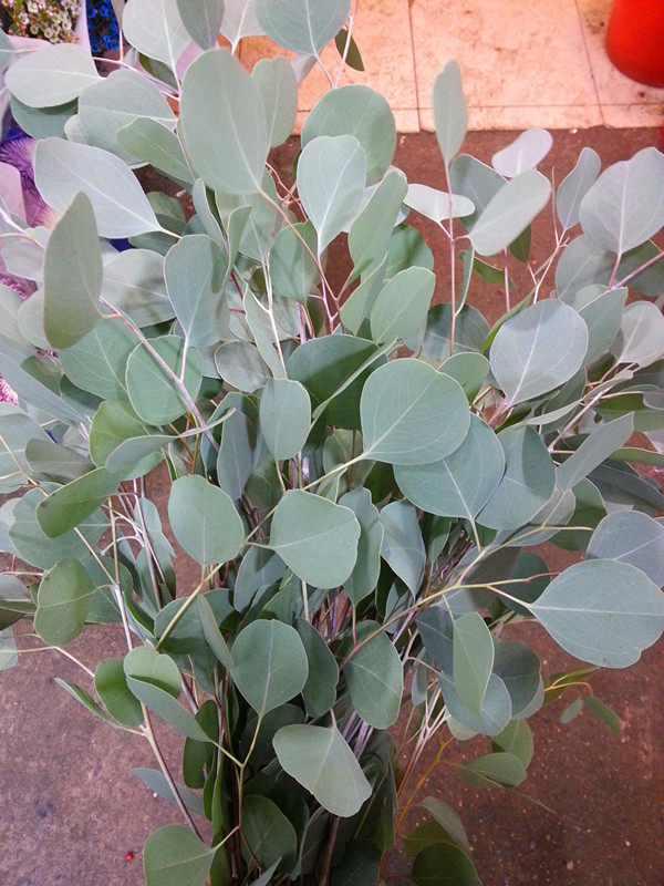 尤加利叶鲜切叶上海同城速递花束辅叶家用插花鲜花速递同城