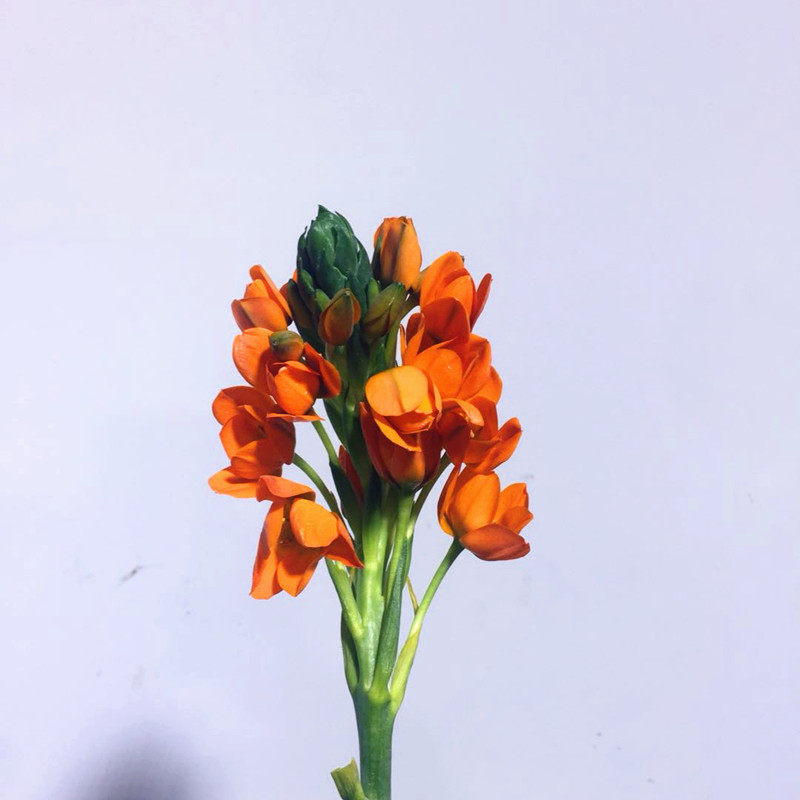 进口雀梅鲜切花上上海直发同城速递花材家用鲜花速递同城