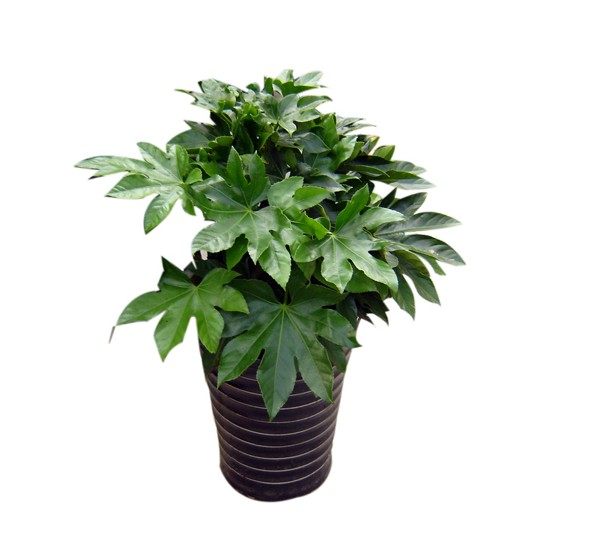 耐阴花卉室内盆栽绿植盆景八角金盘净化空气绿植