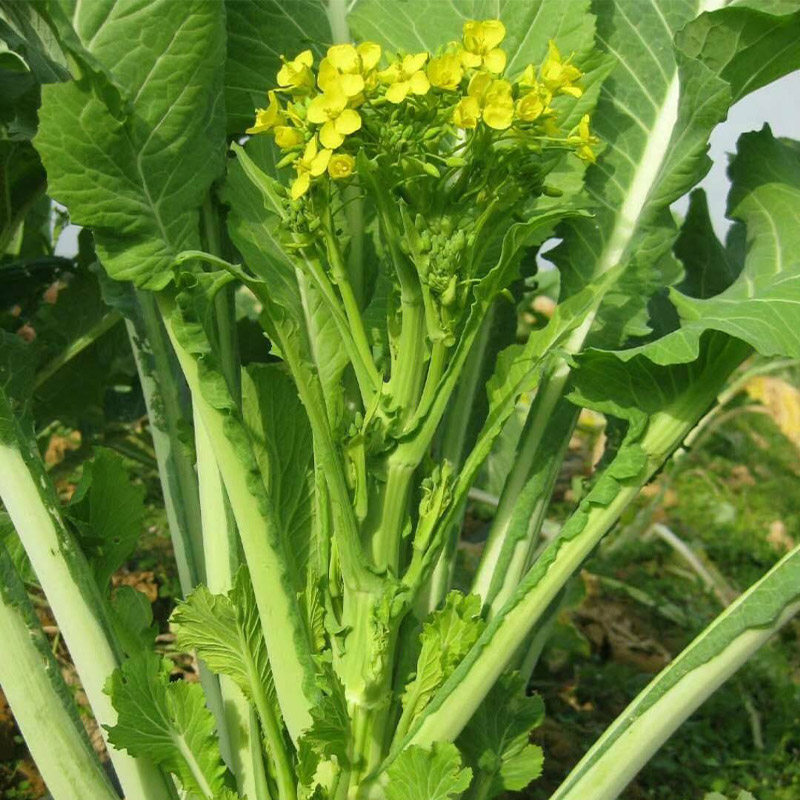 菜心菜种广东连州增城种子四季蔬菜孑多枝多家庭园艺种子