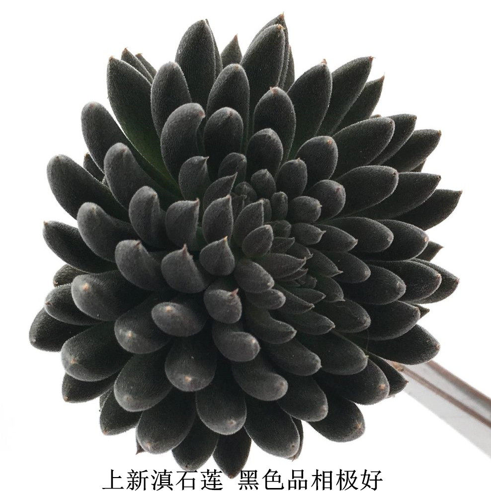 滇石莲 滇石莲多肉 八哥上新滇石莲 黑色品相 黑色很正价格优