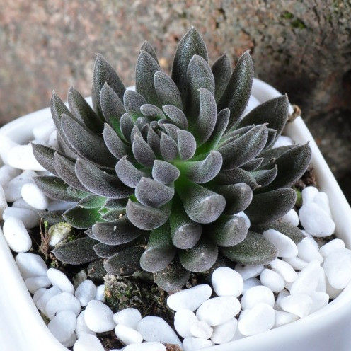 滇石莲 滇石莲多肉 八哥上新滇石莲 黑色品相 黑色很正价格优