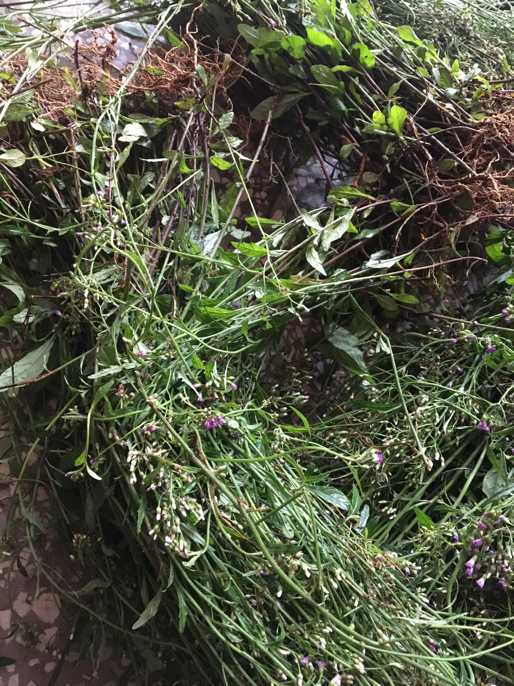 特价山村新鲜现采野生药材草药原药材肖山虎可发顺丰