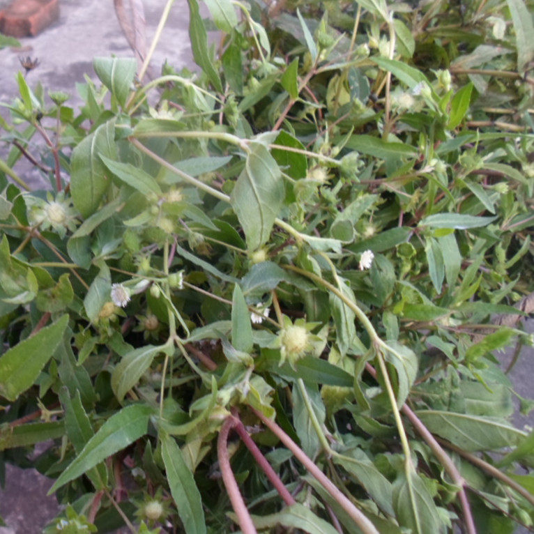 新鲜现采生草黑墨草旱莲草白旱莲墨斗草墨烟草墨菜墨汁草金丝麻