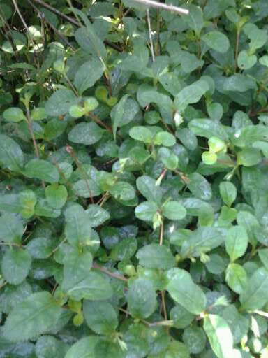 现采偏冷新鲜草药野生中草药中药材齿叶泥花草茶锯齿草苗盆栽包邮