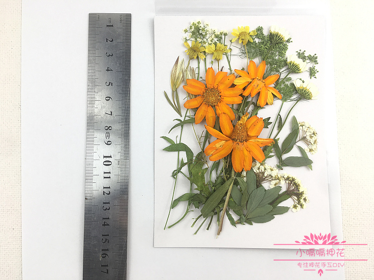 茎干叶子花标本自然真实枝叶花瓣学习材料植物研究干花