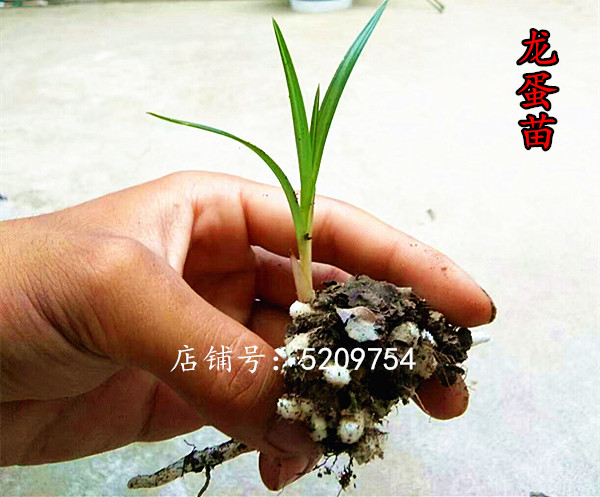 大龙兰花龙根苗根苗龙蛋苗春兰龙根蕙兰兰花草花卉