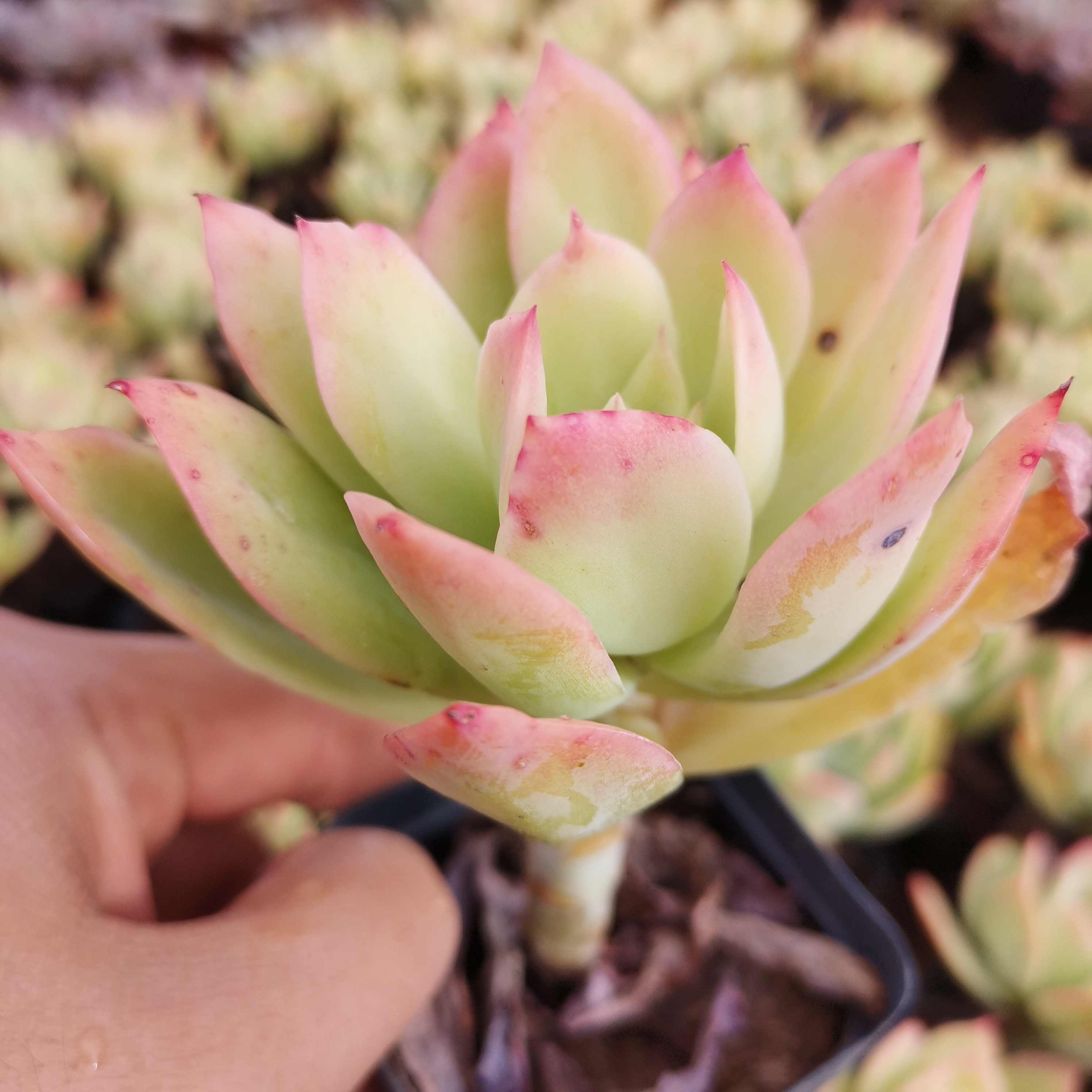 多肉一物一拍金辉乔伊植物网红爆款黄色清棚多肉植物