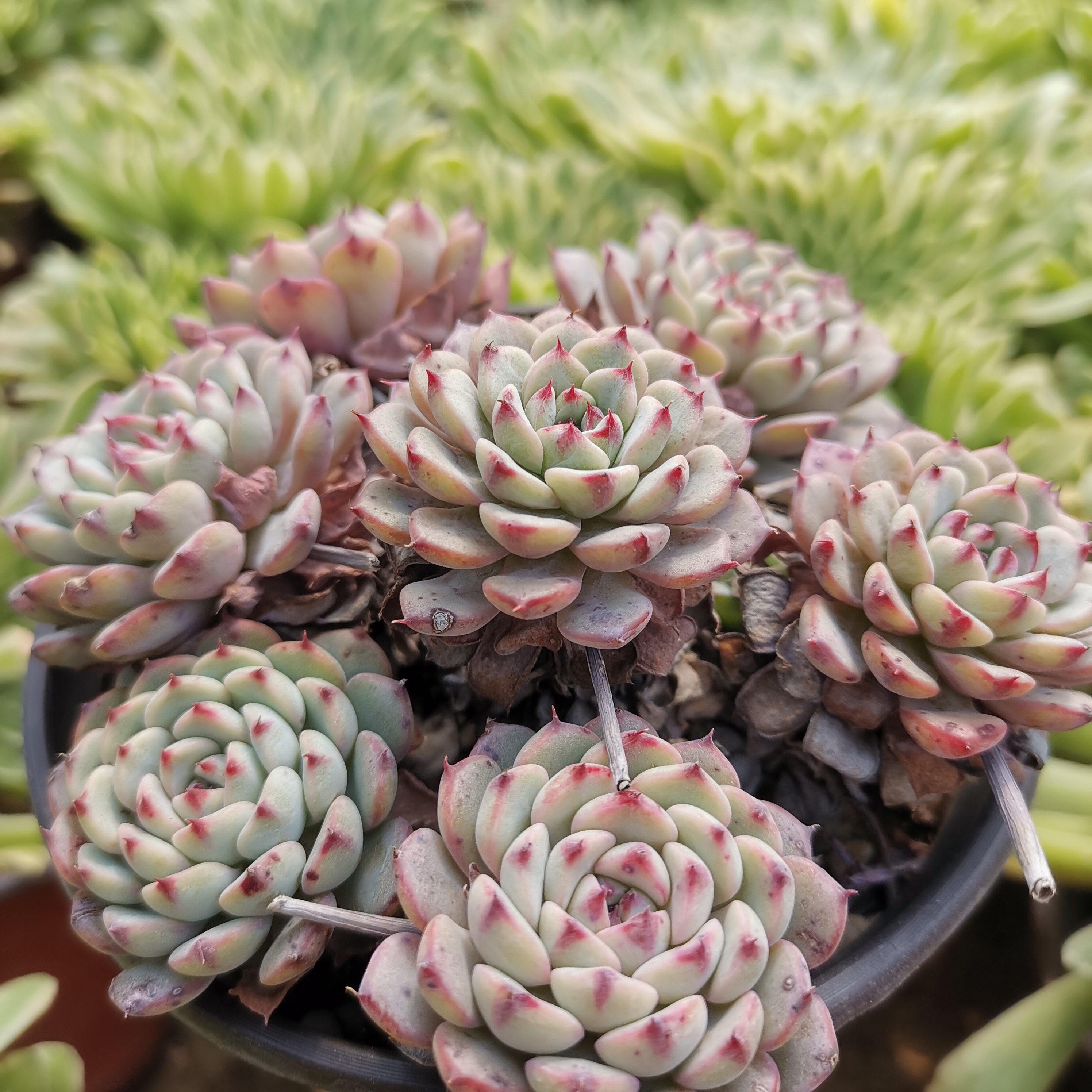 新款精品超值多肉植物老桩桃蛋玉露包菜乌木多肉植物