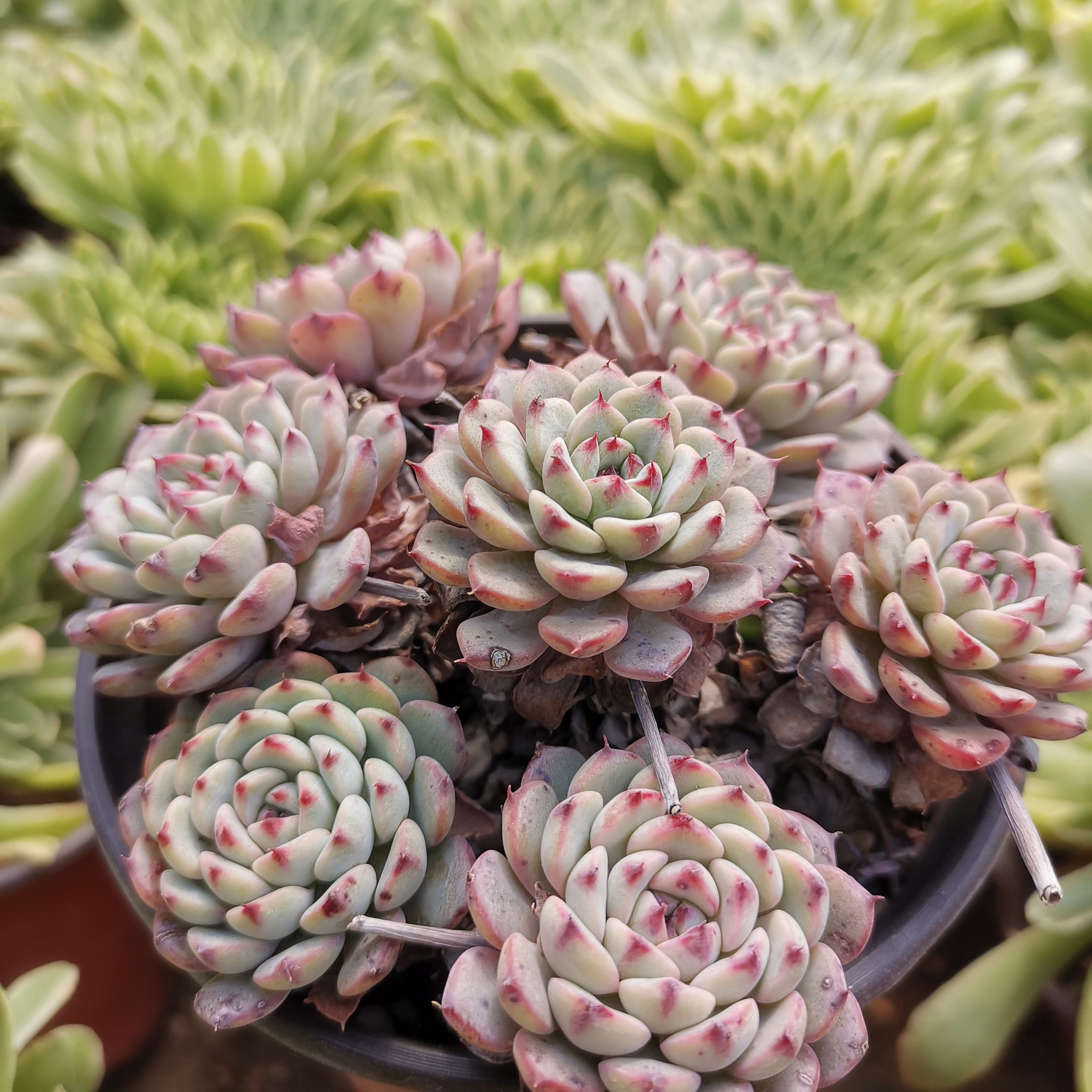 群生蓝姬莲老桩多头大棵多肉植物防辐射盆栽花卉多肉植物