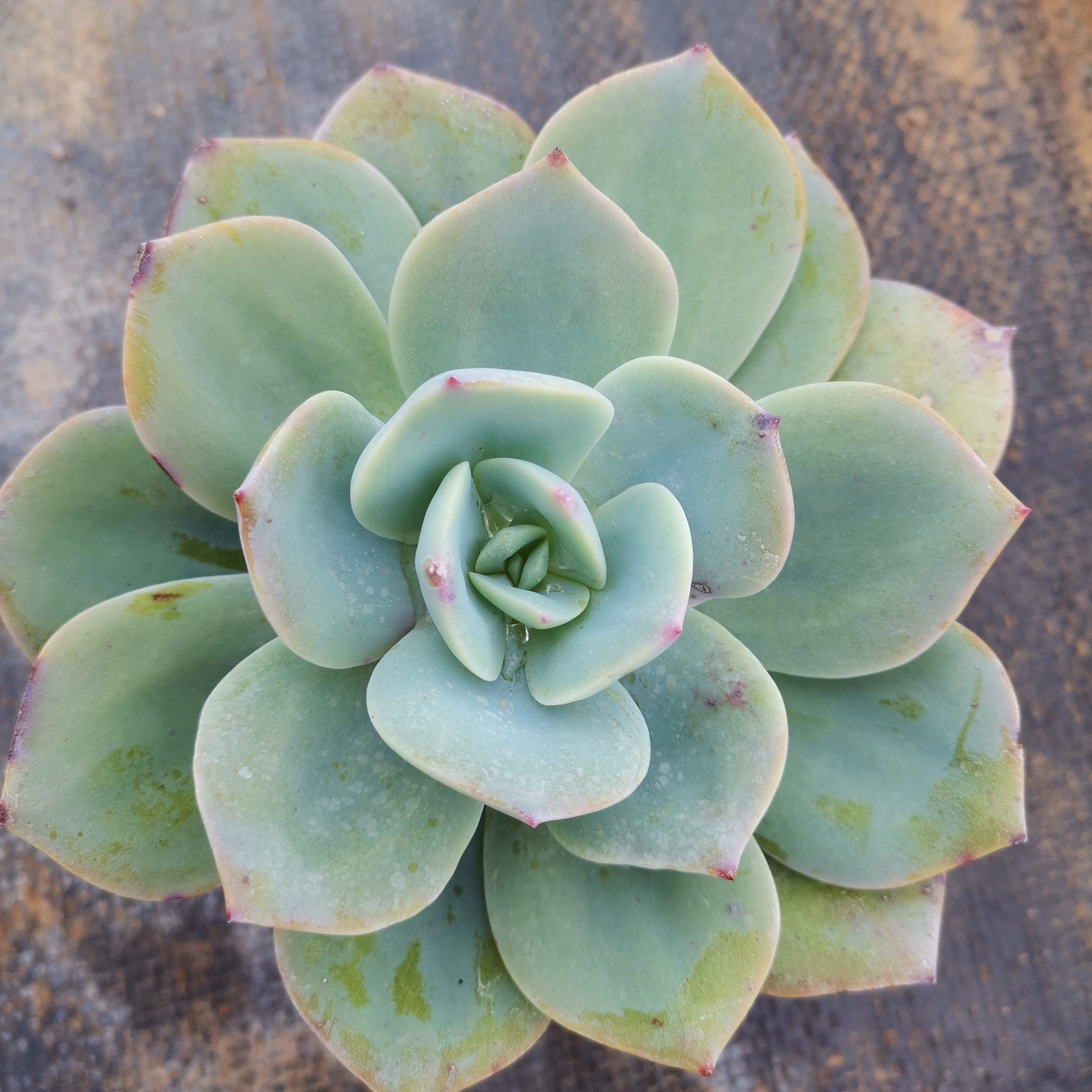 多肉植物白凤大老庄室内盆栽组合肉肉绿植花卉多肉植物