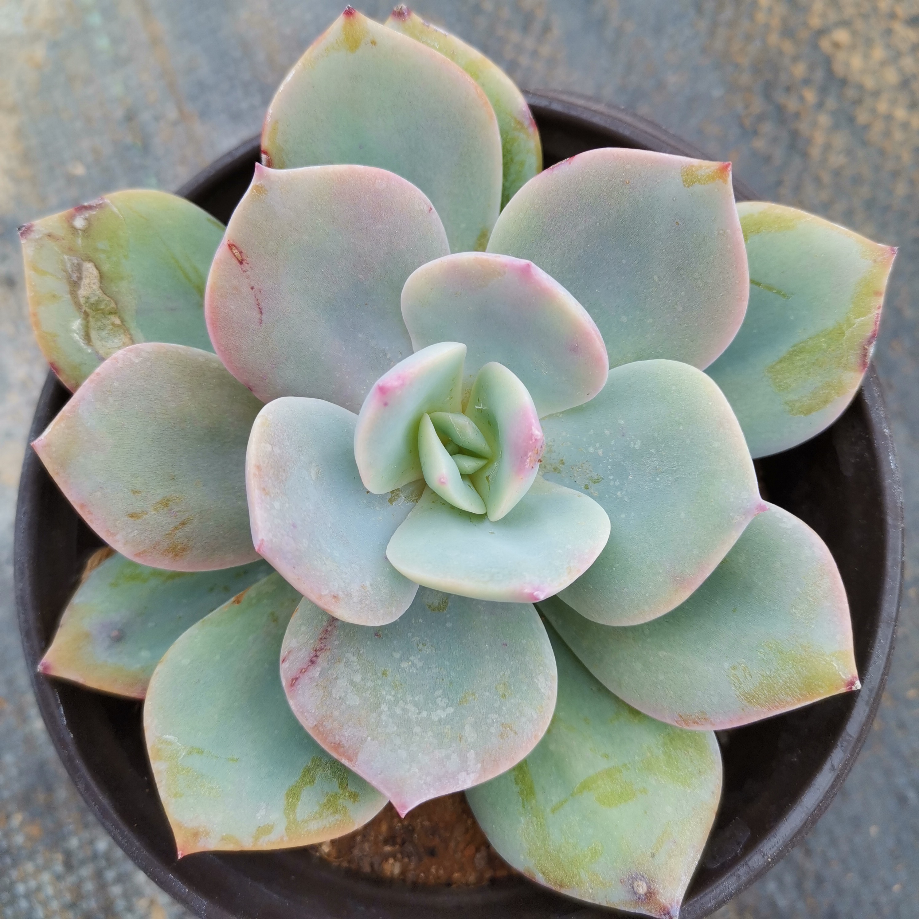 多肉植物白凤大老庄室内盆栽组合肉肉绿植花卉多肉植物