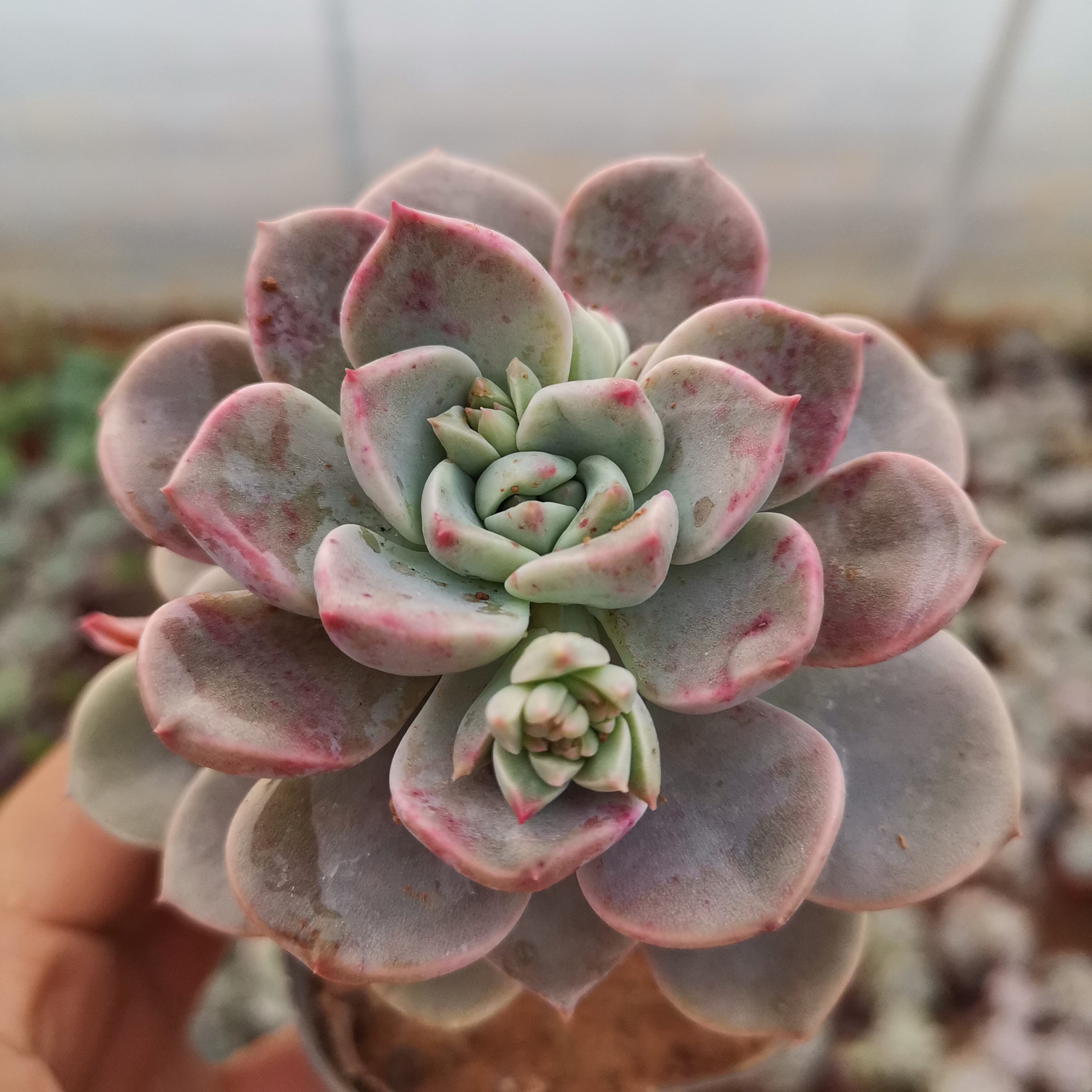 多肉红粉佳人老桩血斑粉红女郎小老桩盆栽植物多肉植物