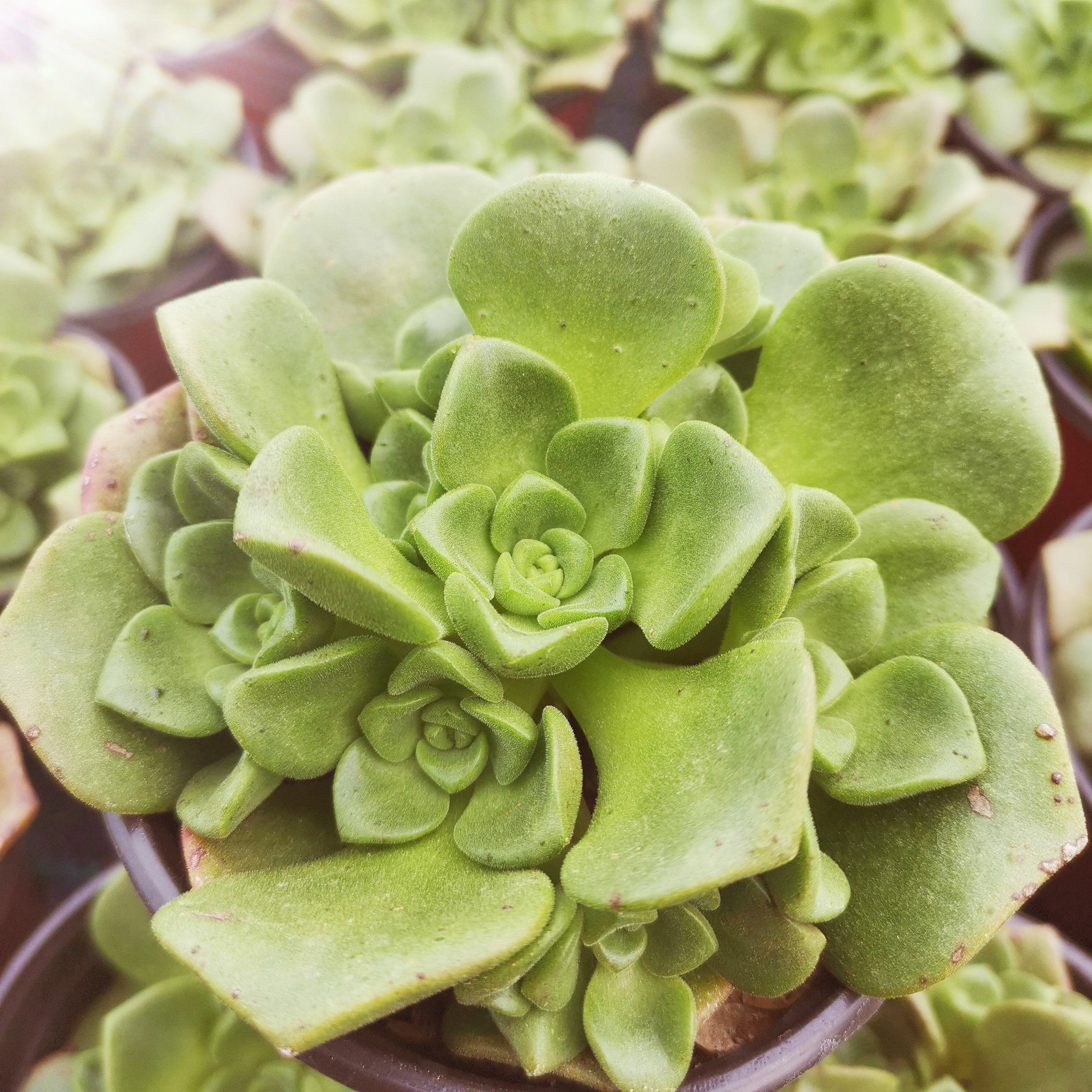 多肉百合植物有香味莉莉丽丽手捧群生盆栽多肉植物