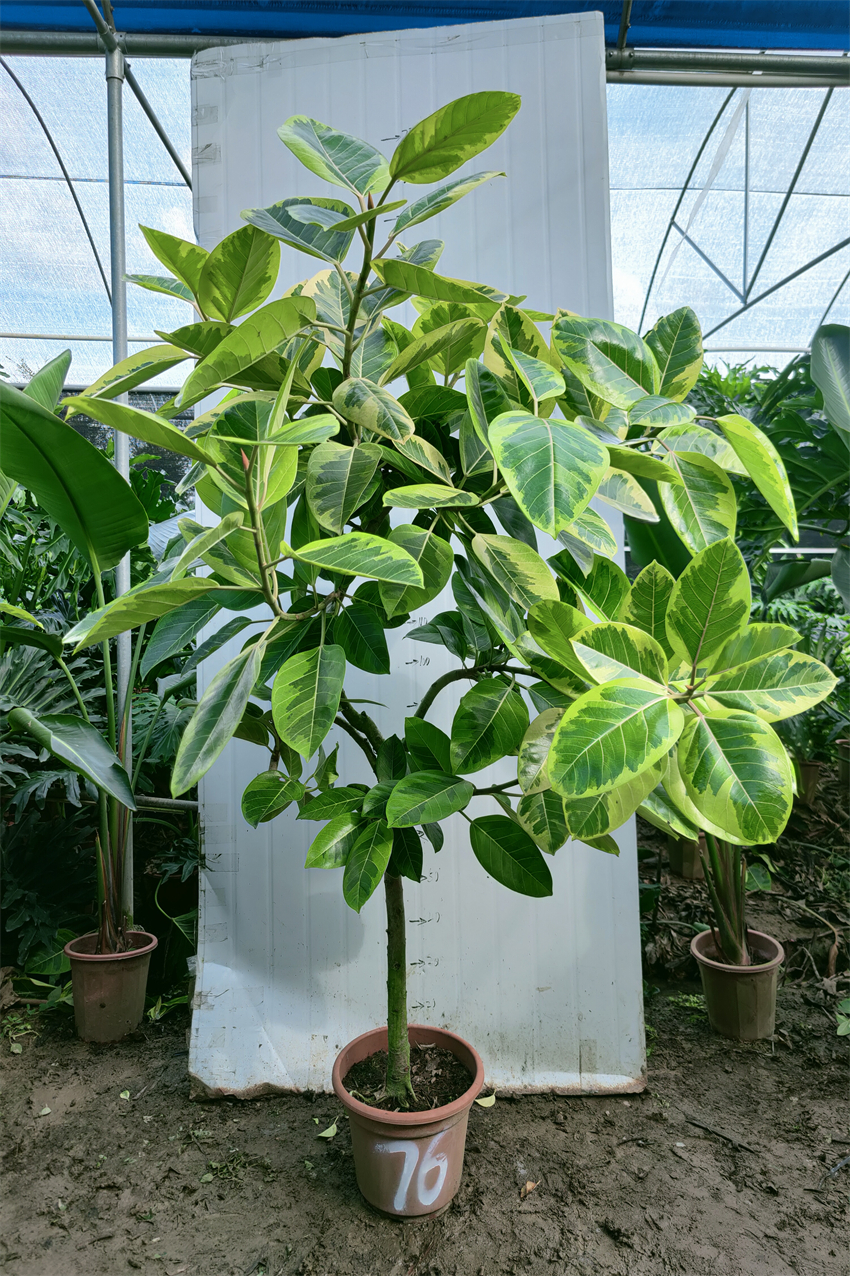 黄金一拍基地番禺绿植盆栽大小北欧一物富贵大型绿植