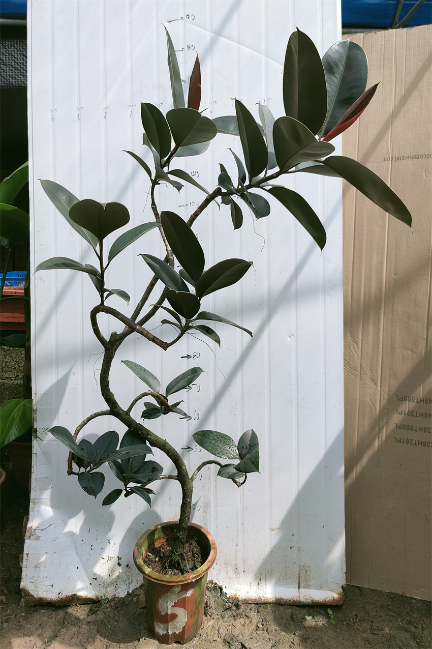 鸿信造型橡皮黑金刚ficus室内大型盆栽绿植客厅大型绿植