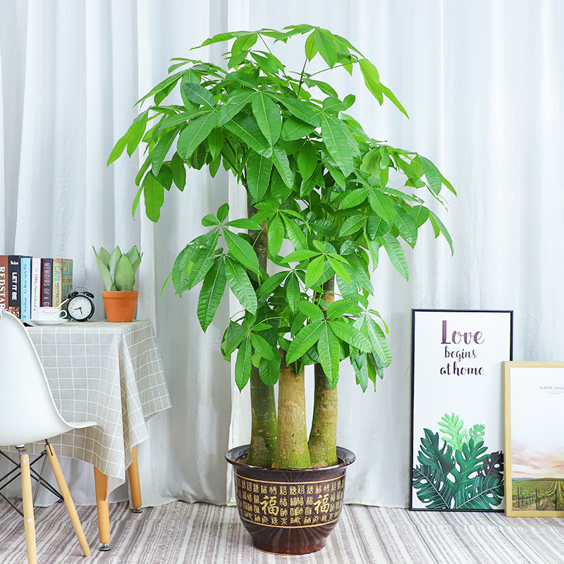 步步步步高高大发财树盆栽客厅大型树桩植物绿植大型绿植