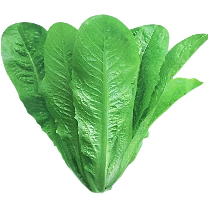 孔雀菜种四季沙拉生菜菜籽阳台盆栽农家青菜家庭园艺种子