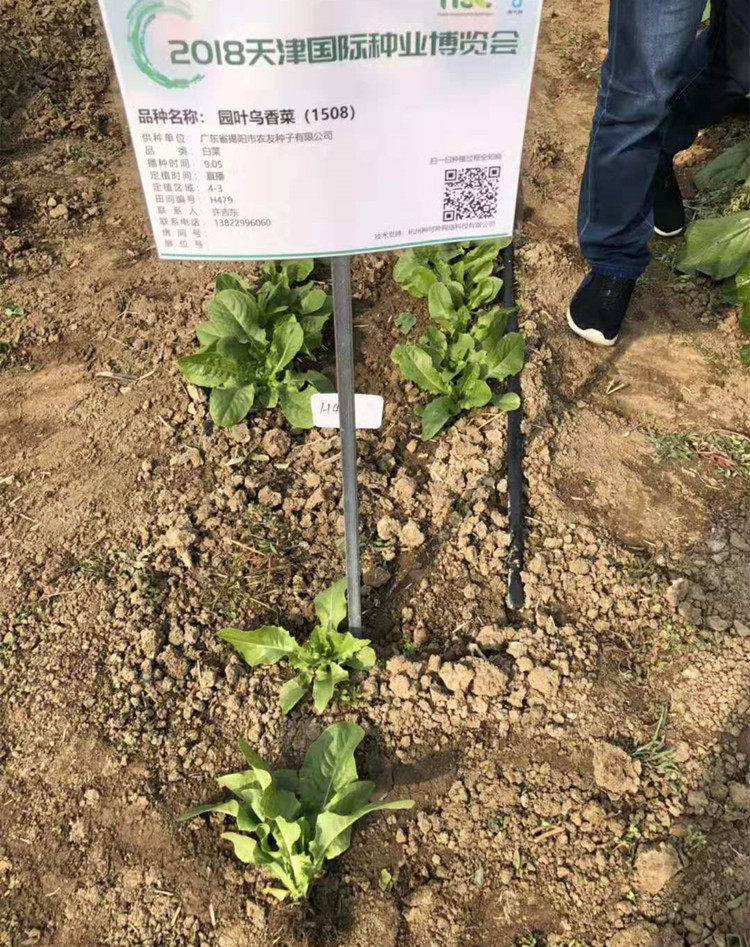 揭研极美美圆叶乌香菜种子圆叶油麦菜蔬蔬菜蔬菜种子