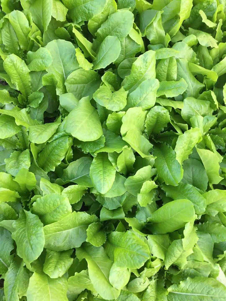 揭研极美美圆叶乌香菜种子圆叶油麦菜蔬蔬菜蔬菜种子