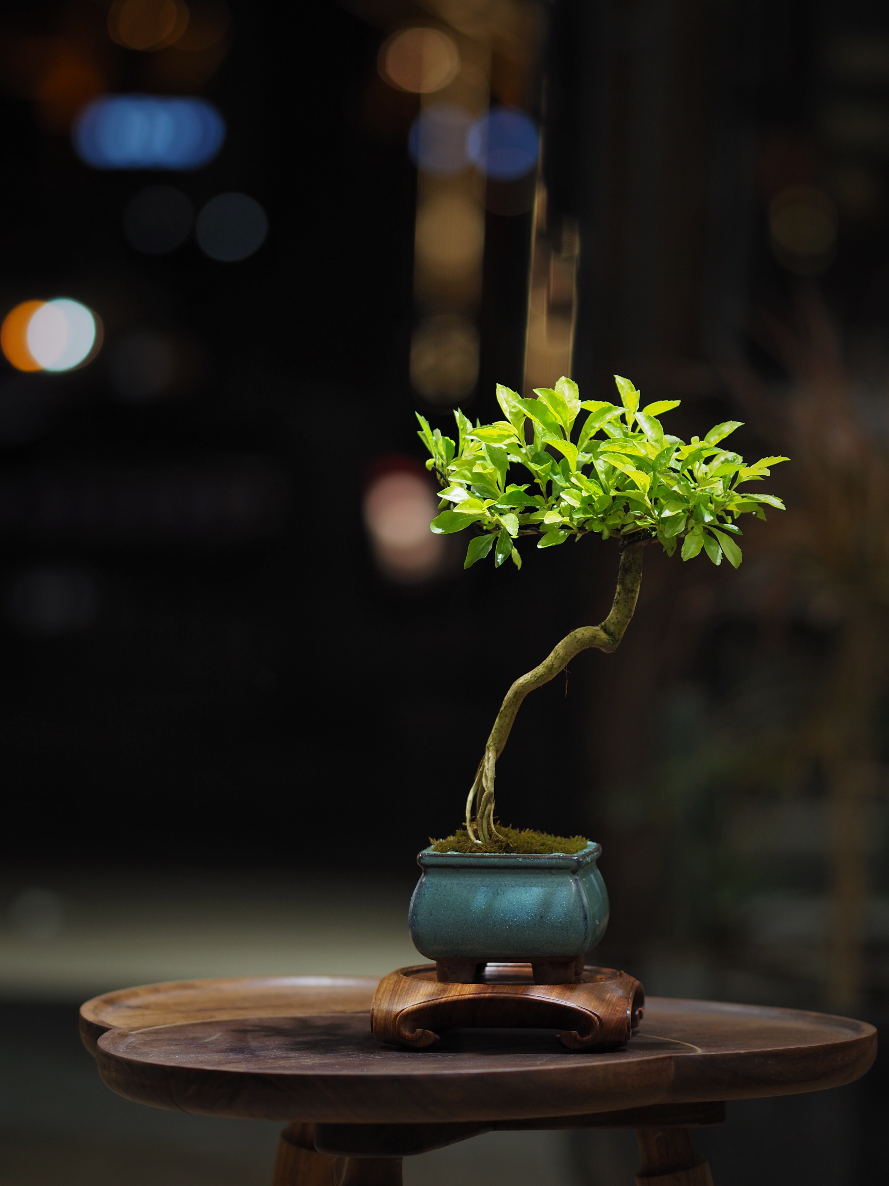 根艺金叶连翘 黄金叶造型盆景 办公室绿植玄关艺术盆栽摆件 原盆