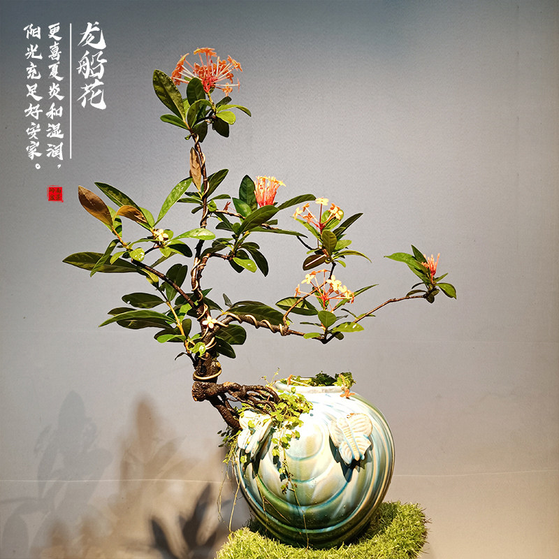 绿植龙船花盆盆景室内好养花卉室外办公室阳台绿植