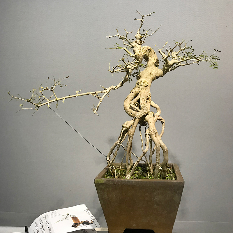 精品造型提根老桩对节白蜡盆景悬崖式盆栽室内绿植物净化空气花卉