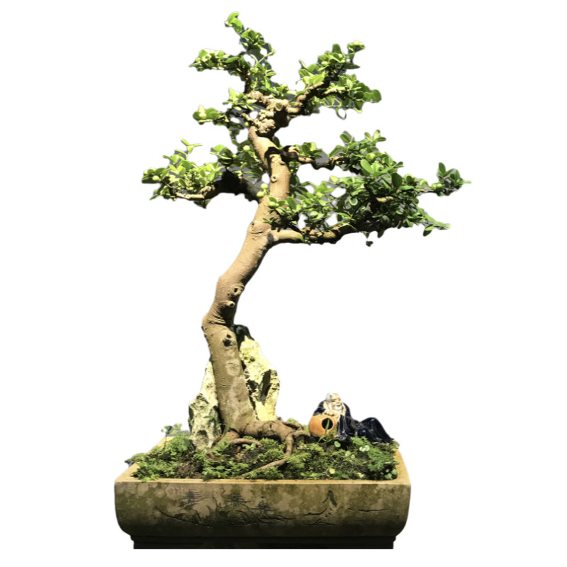 金豆盆景岭南造型山结果东风盆栽办公室茶馆桌面绿植