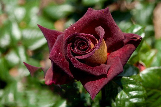 【卓昂严选】骇客 黑玫瑰 勤花淡香 庭院阳台盆栽绿植1加仑